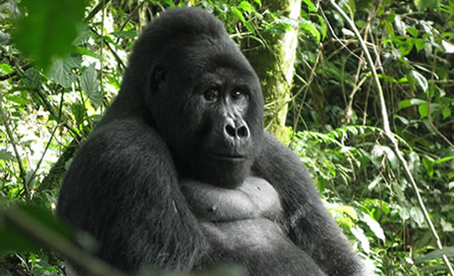 Classic Gorilla Trek (3 days)