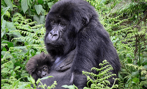 Classic Gorilla Trek (3 days)