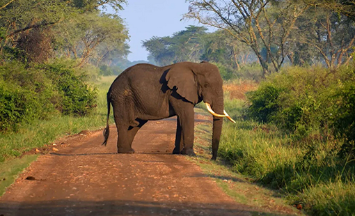 10 Uganda Classic Safari